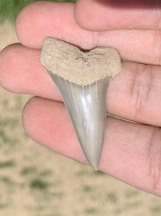 1.74” Carcharodon hastalis - Virginia