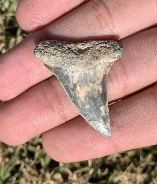 1.54” Carcharodon hastalis - Virginia