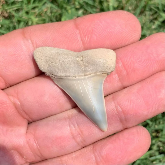 1.72” Carcharodon hastalis - Virginia