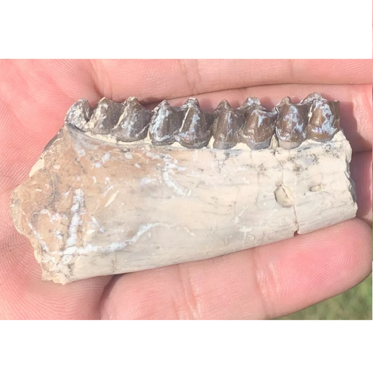 Fossil Horse jaw, Mesohippus baird, Oligocene Nebraska