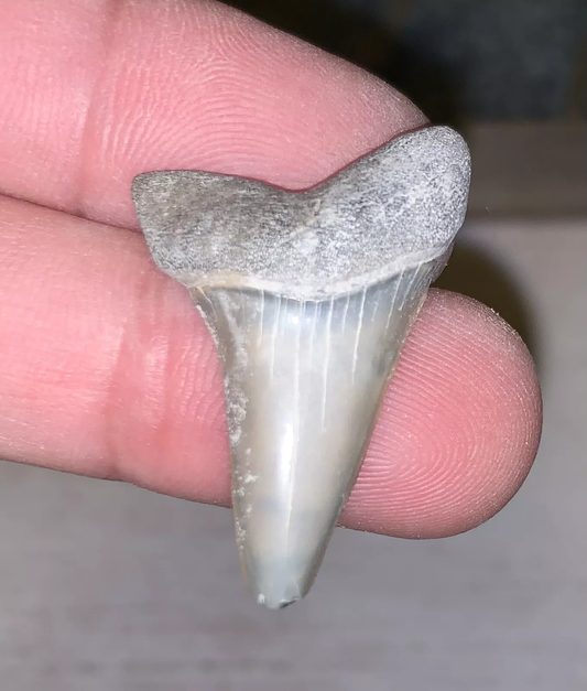 1.5" Carcharodon hastalis - Lee Creek Mine