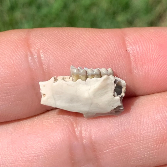 Fossil Squirrel Lowe Jaw, Ischyromys