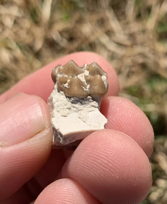 Fossil Horse Palate With Tooth, Mesohippus