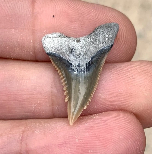 Fossil Hemipristis serra - Lee Creek Mine