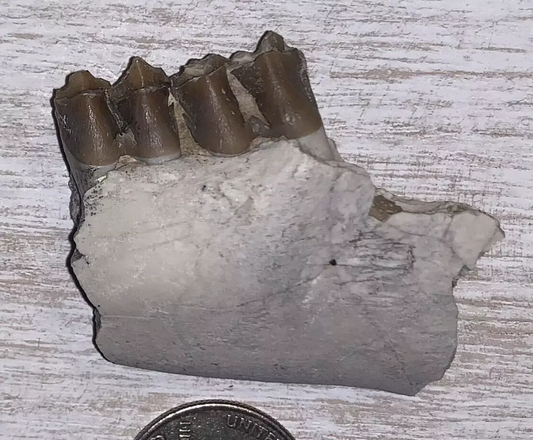 Fossil Oreodont Lower Jaw Section With Teeth