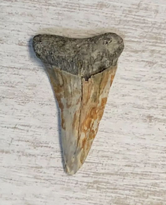 1.36” Carcharodon hastalis - Virginia