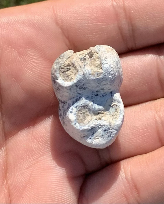 Archaeotheroum Molar, Hell Pig, White River Badlands