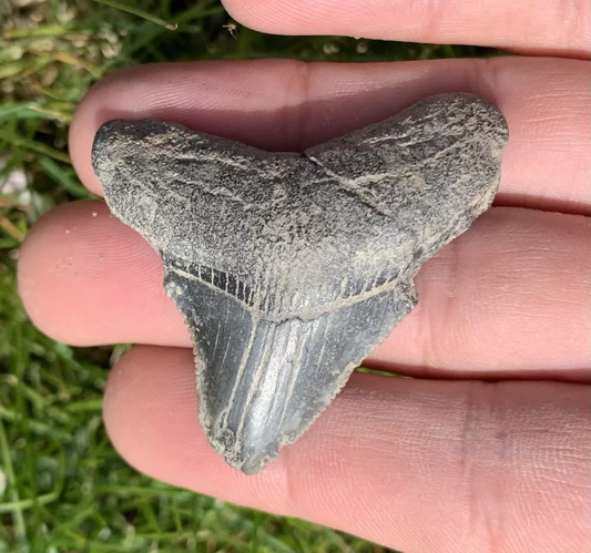 1.9” Otodus Megalodon - Virginia