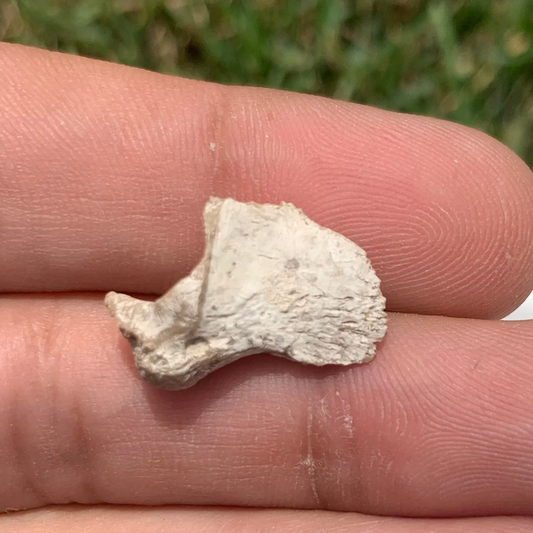 Nimravid Saber Cat Fossil Claw, Eocene, Chadron formation