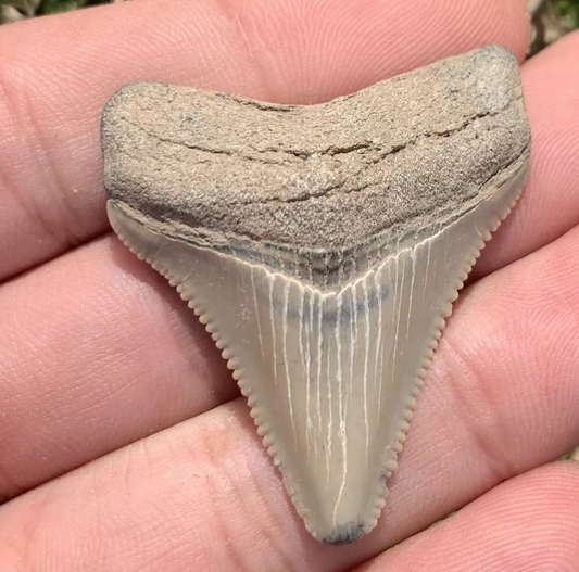 1.73” Otodus Megalodon - Virginia