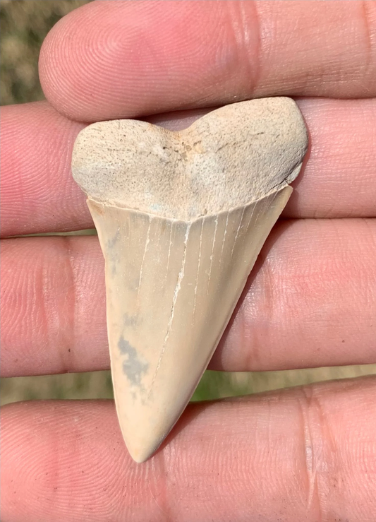 1.88”  Carcharodon hastalis - Virginia