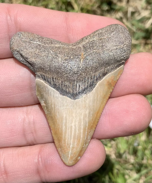 2.18” Otodus Megalodon - Virginia