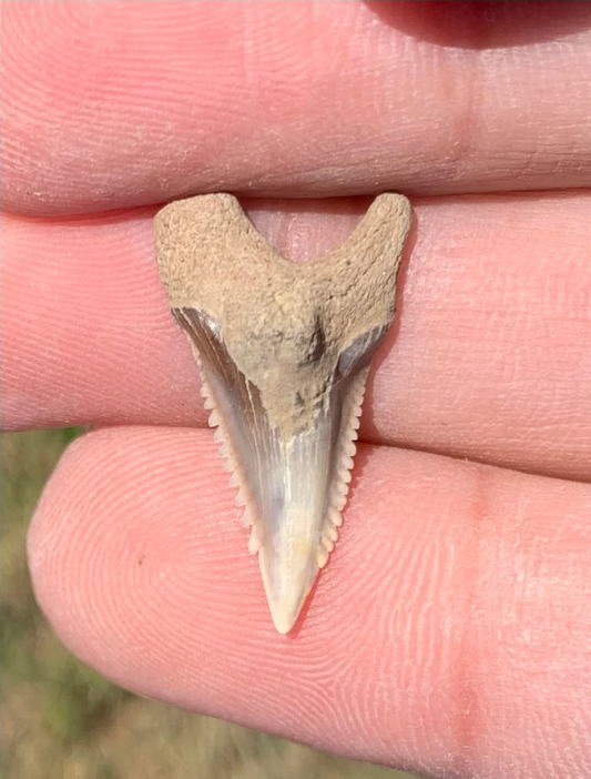 .93 Hemipristis serra Shark tooth - Virginia