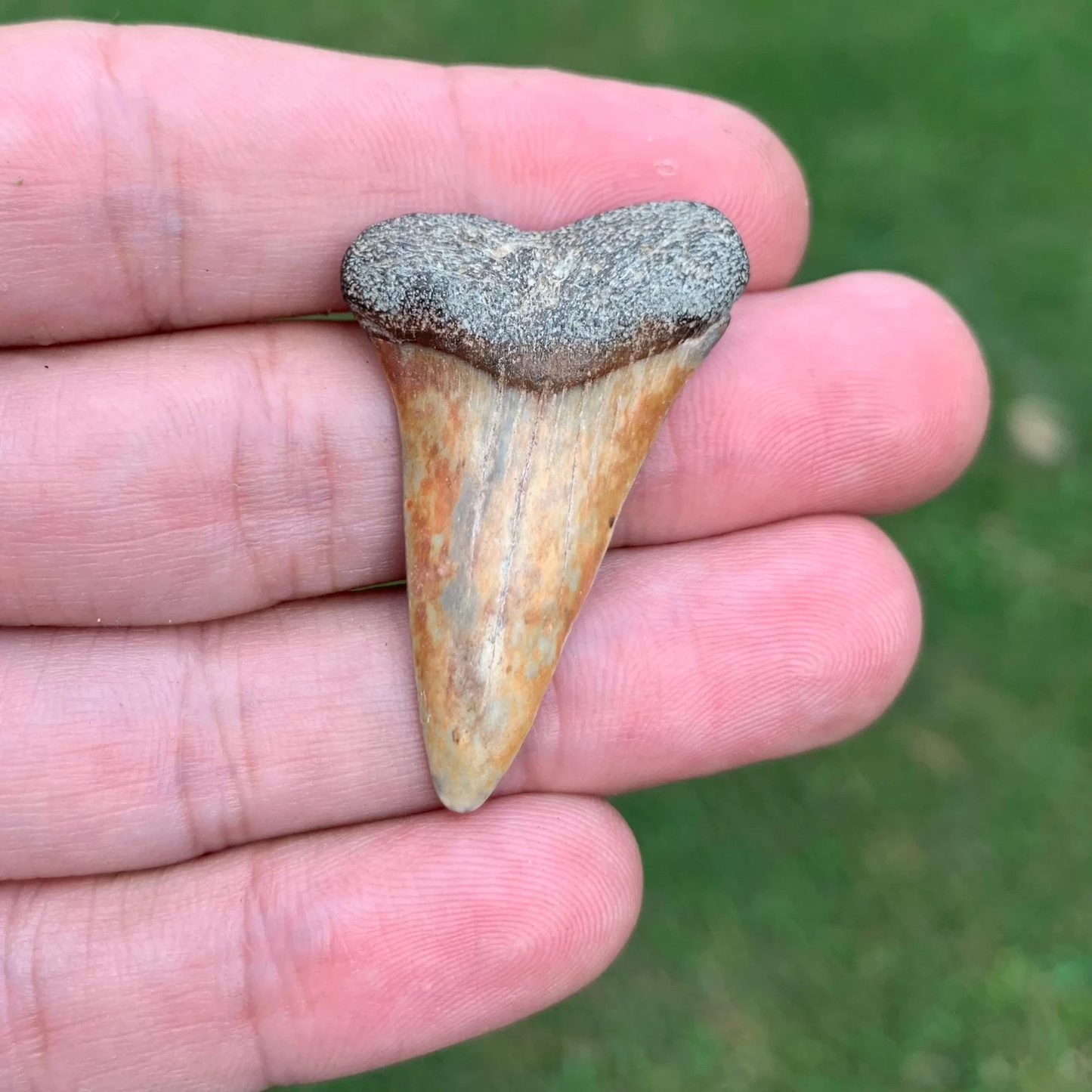 Fossil Carcharodon hastalis - Virginia