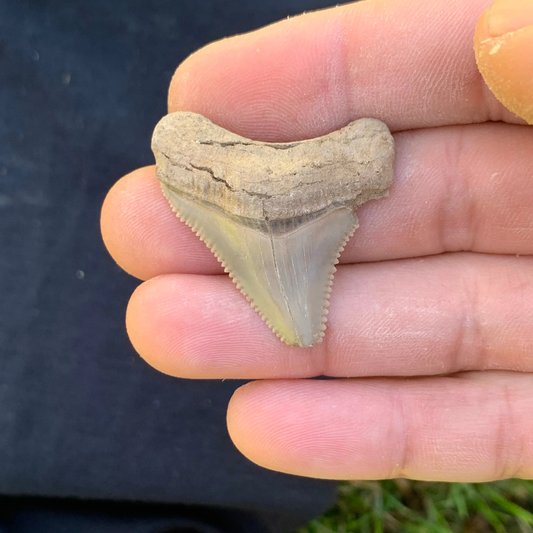 1.48” Otodus Megalodon - Maryland