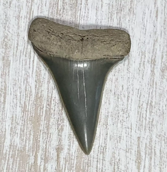 1.65" Carcharodon hastalis - Virginia