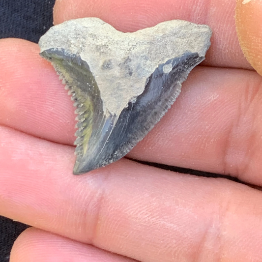 1.34” Hemipristis serra Shark Tooth - Virginia