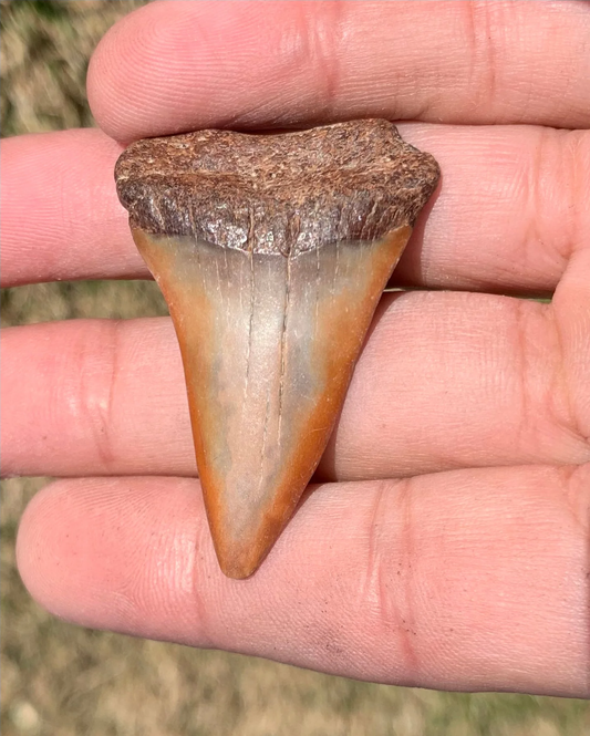 1.83” Carcharodon hastalis - Virginia