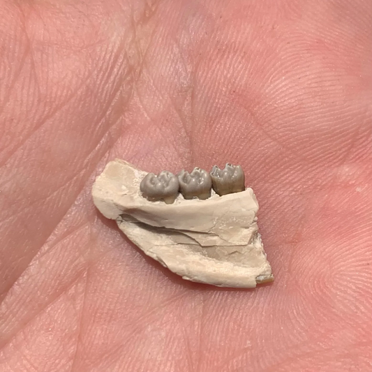 Fossil Squirrel Jaw, Ischyromys