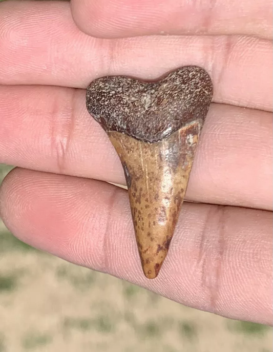 1.59" Carcharodon hastalis - Virginia