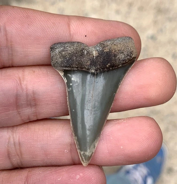 Fossil Carcharodon hastalis - Virginia