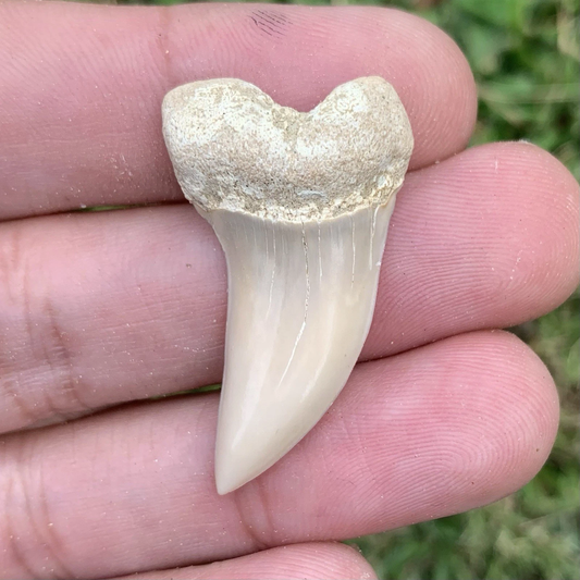 Fossil Carcharodon planus - Bakersfield California