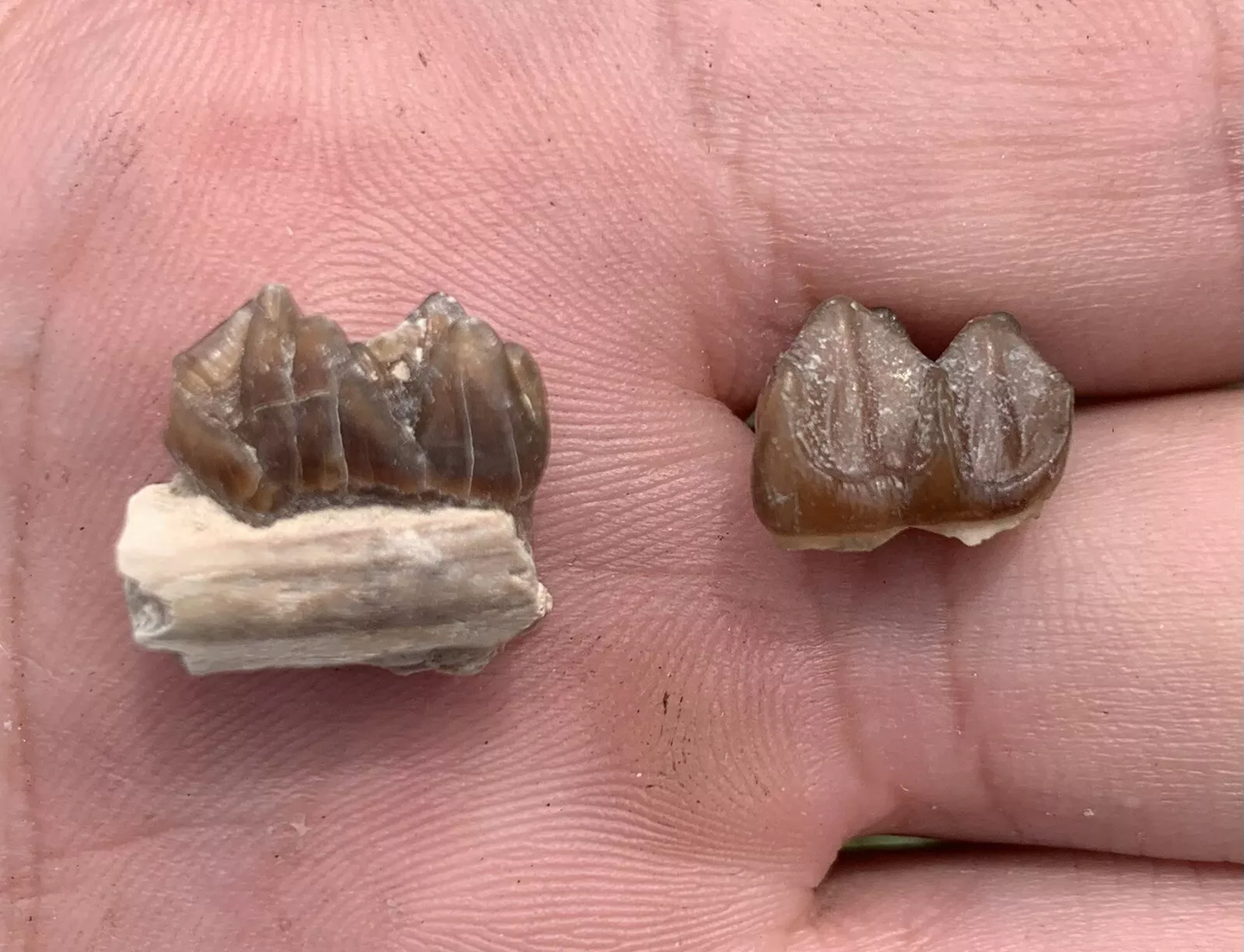 Fossil Horse Teeth, Mesohippus, Upper & Lower