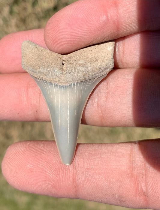 1.72” Carcharodon hastalis - Virginia