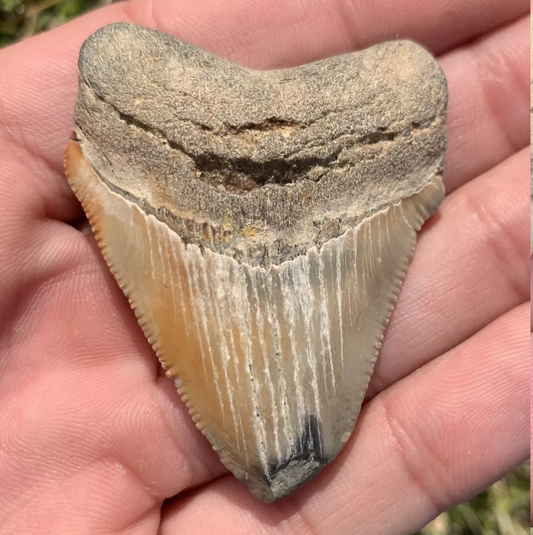 2.1” Otodus Megalodon - Virginia