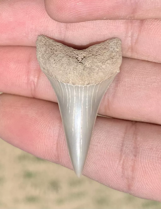 1.66" Carcharodon hastalis - Virginia