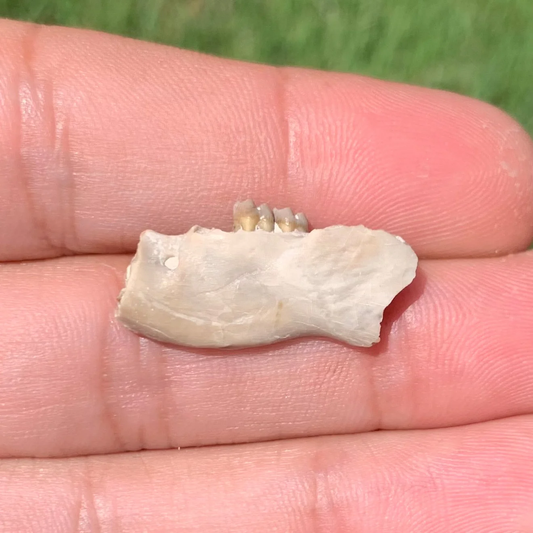 Fossil Squirrel Jaw, Ischyromys