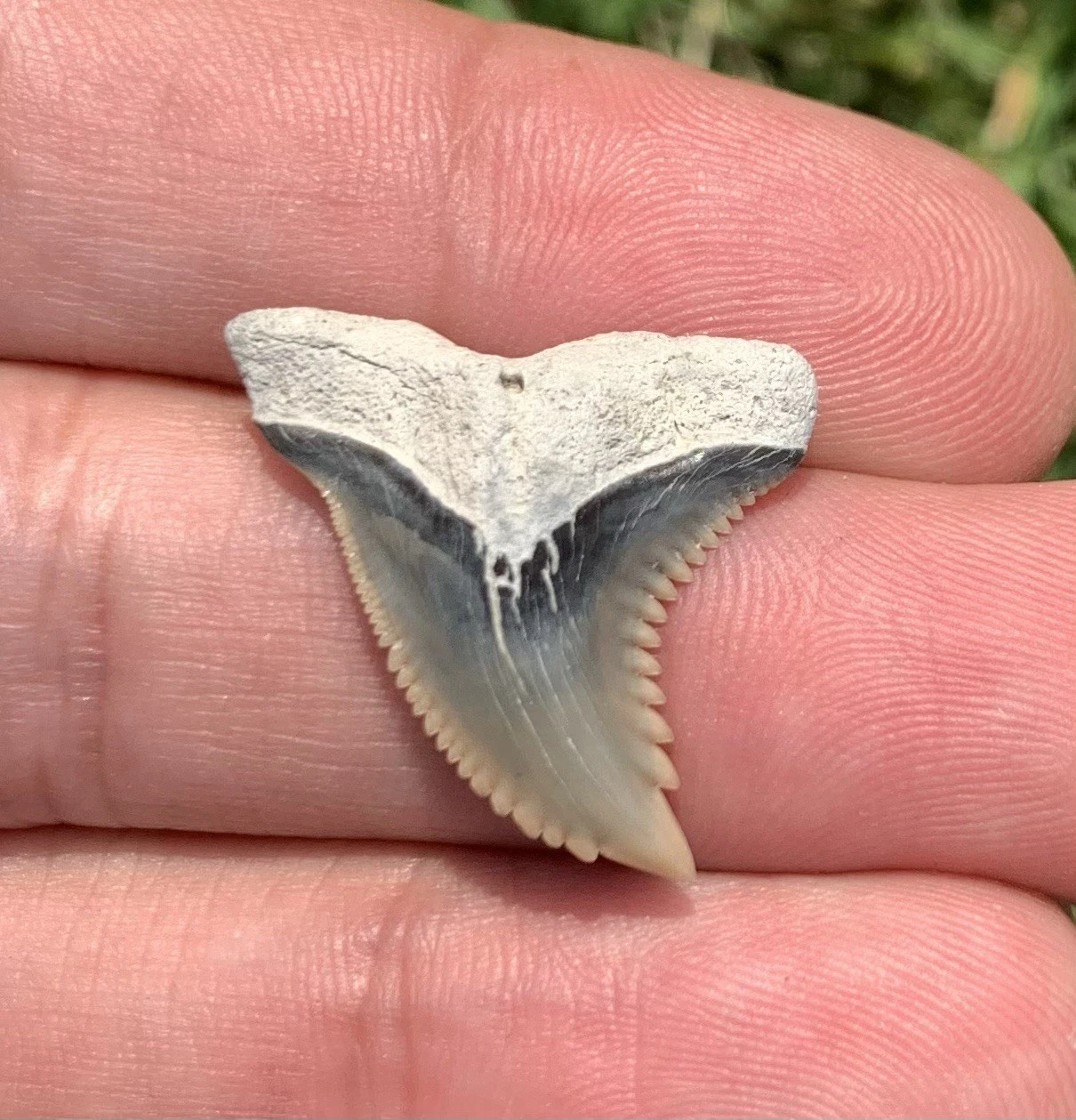 Fossil Hemipristis serra - Lee Creek Mine