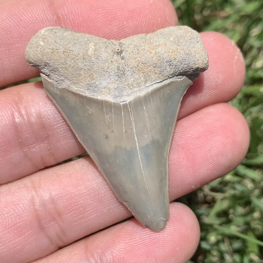 1.84" Carcharodon hastalis - Lee Creek Mine