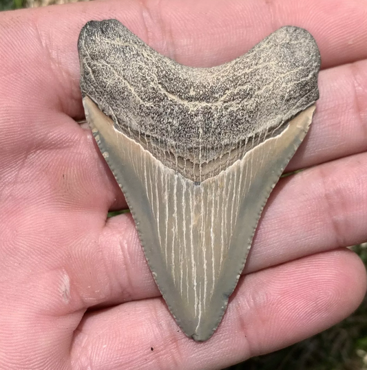 2.34” Otodus Megalodon - Maryland