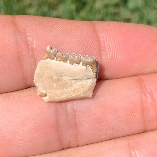 Fossil Squirrel Jaw, Ischyromys