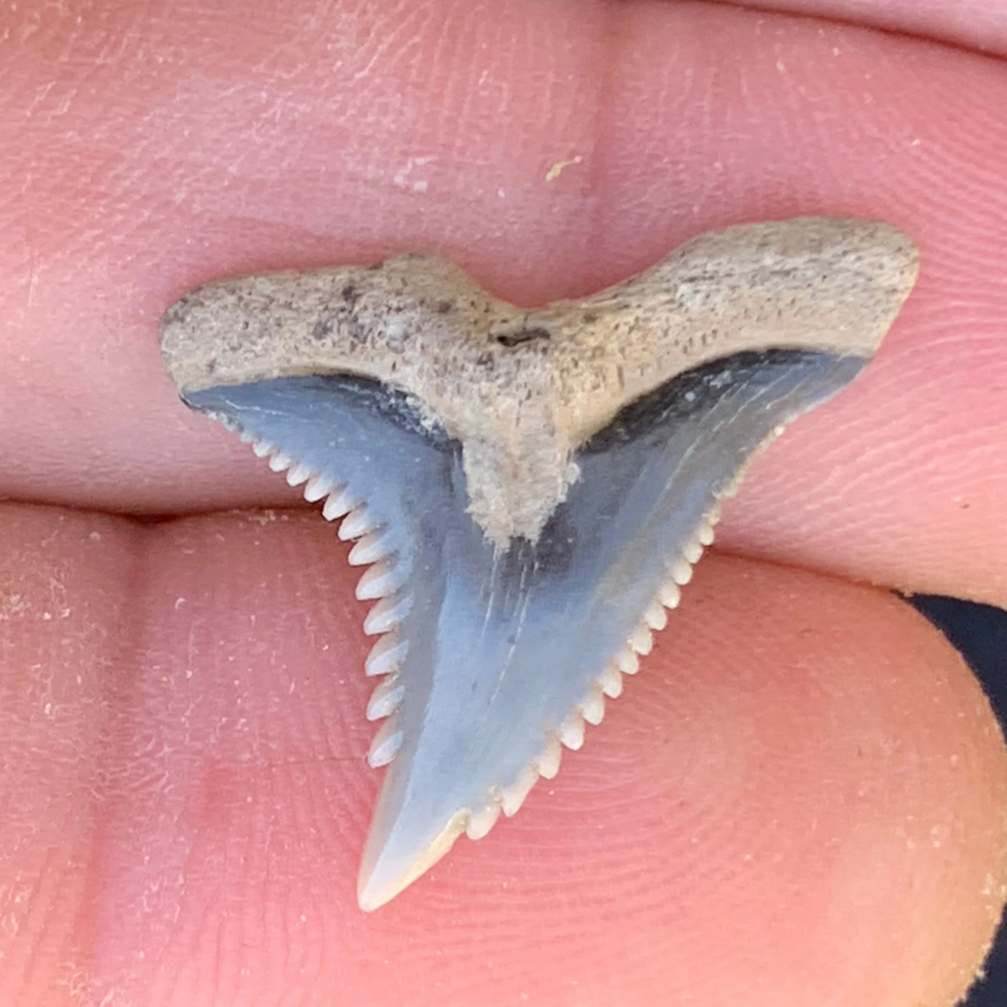 .94” Hemipristis serra Shark Tooth - Virginia