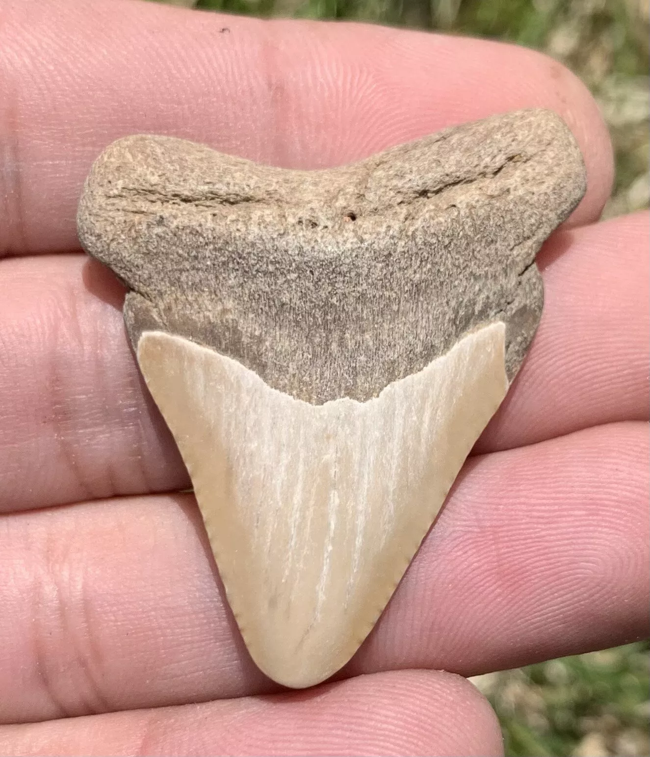 1.73” Otodus Megalodon - Virginia