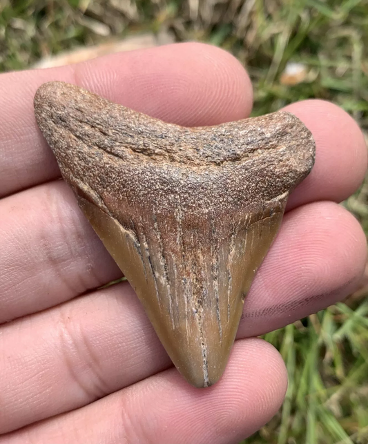 2” Otodus Megalodon - Virginia