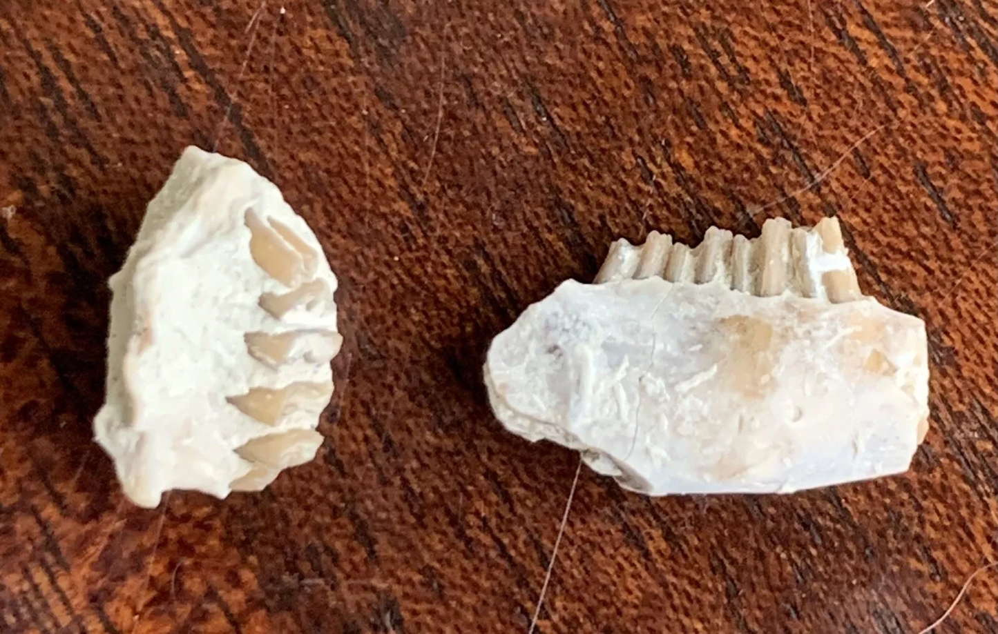 Fossil Rabbit Lower Jaw and Partial Palate, Palaeolagus