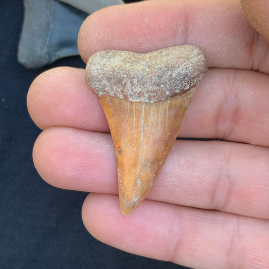 1.75” Carcharodon hastalis - Virginia