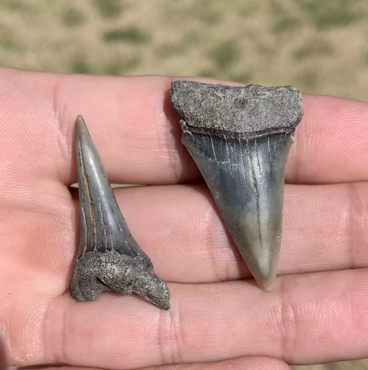 Pair of Carcharodon hastalis - Lee Creek Mine