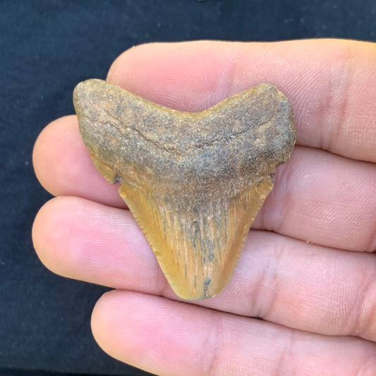 1.8” Otodus Megalodon - Virginia