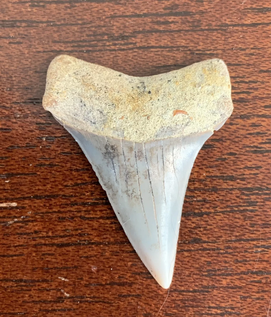 1.35” Carcharodon hastalis - Bakersfield