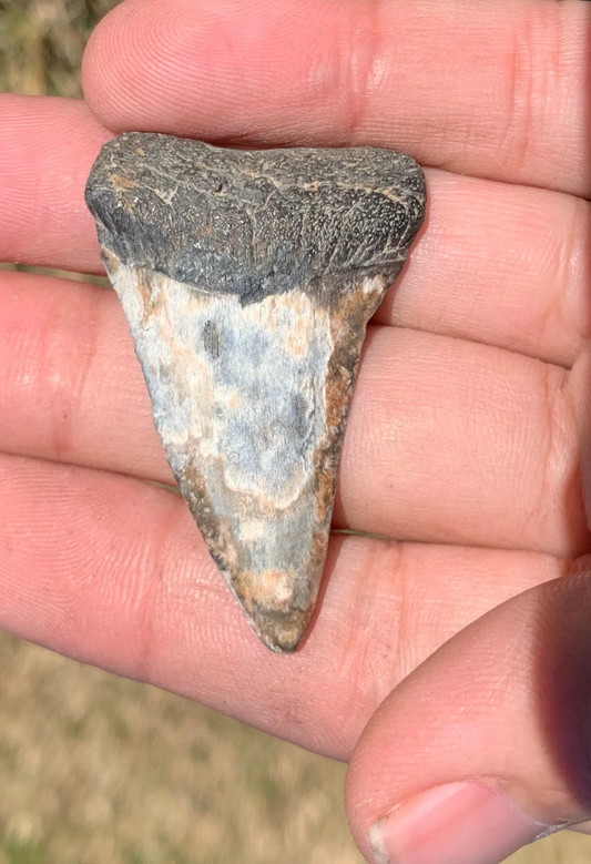 1.88” Carcharodon hastalis - Virginia