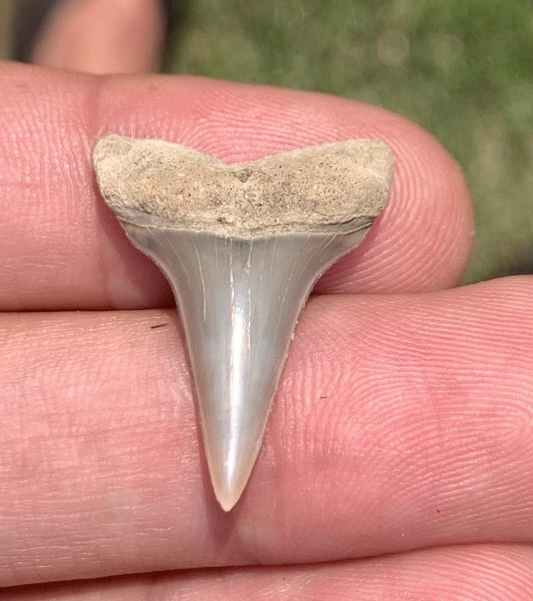 Fossil Carcharodon hastalis - Lee Creek Mine