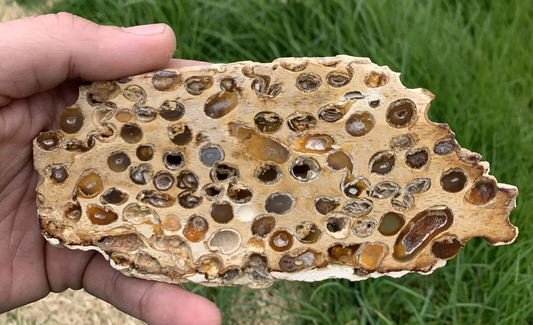 Polished Petrified Fossil Teredo Wood from Indonesia, Slab, Slice