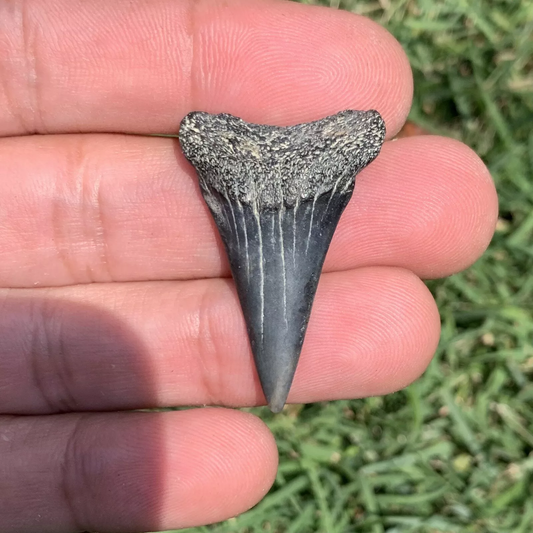 1.46" Carcharodon hastalis - Virginia