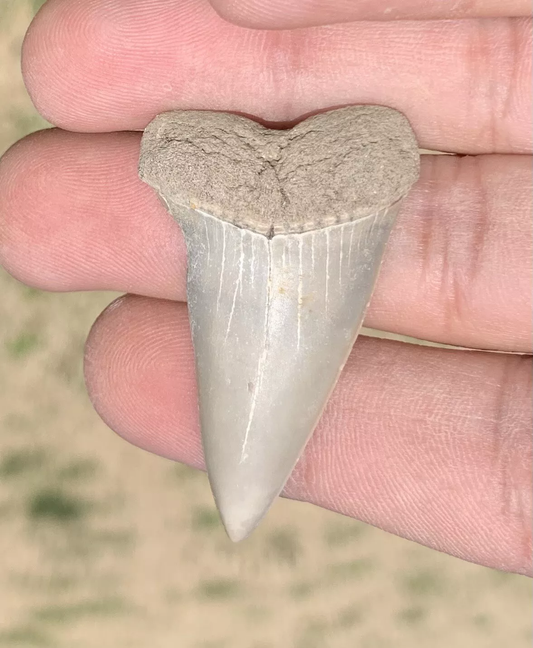 1.79" Carcharodon hastalis - Virginia