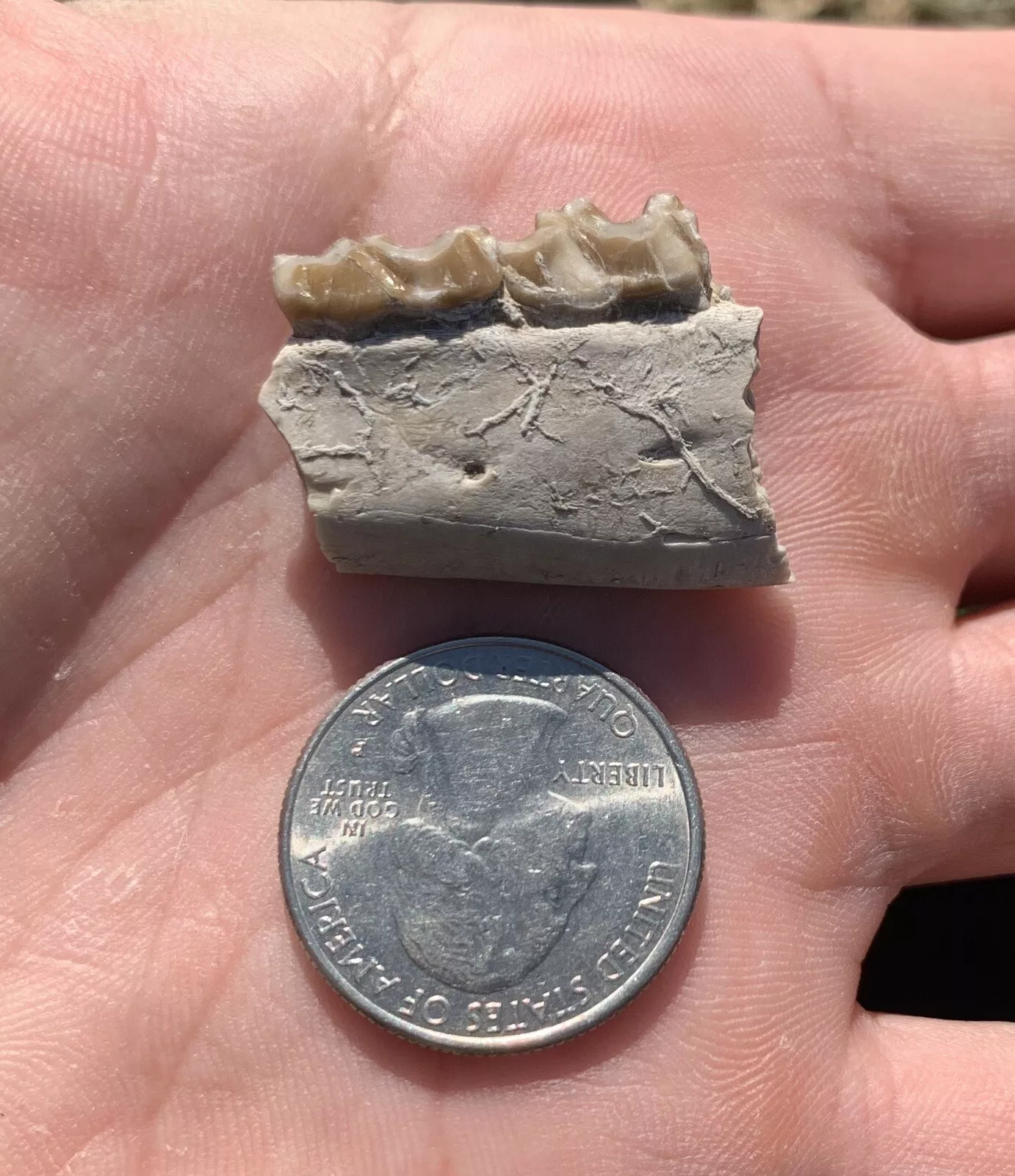 Fossil Horse Jaw With Teeth, Mesohippus,