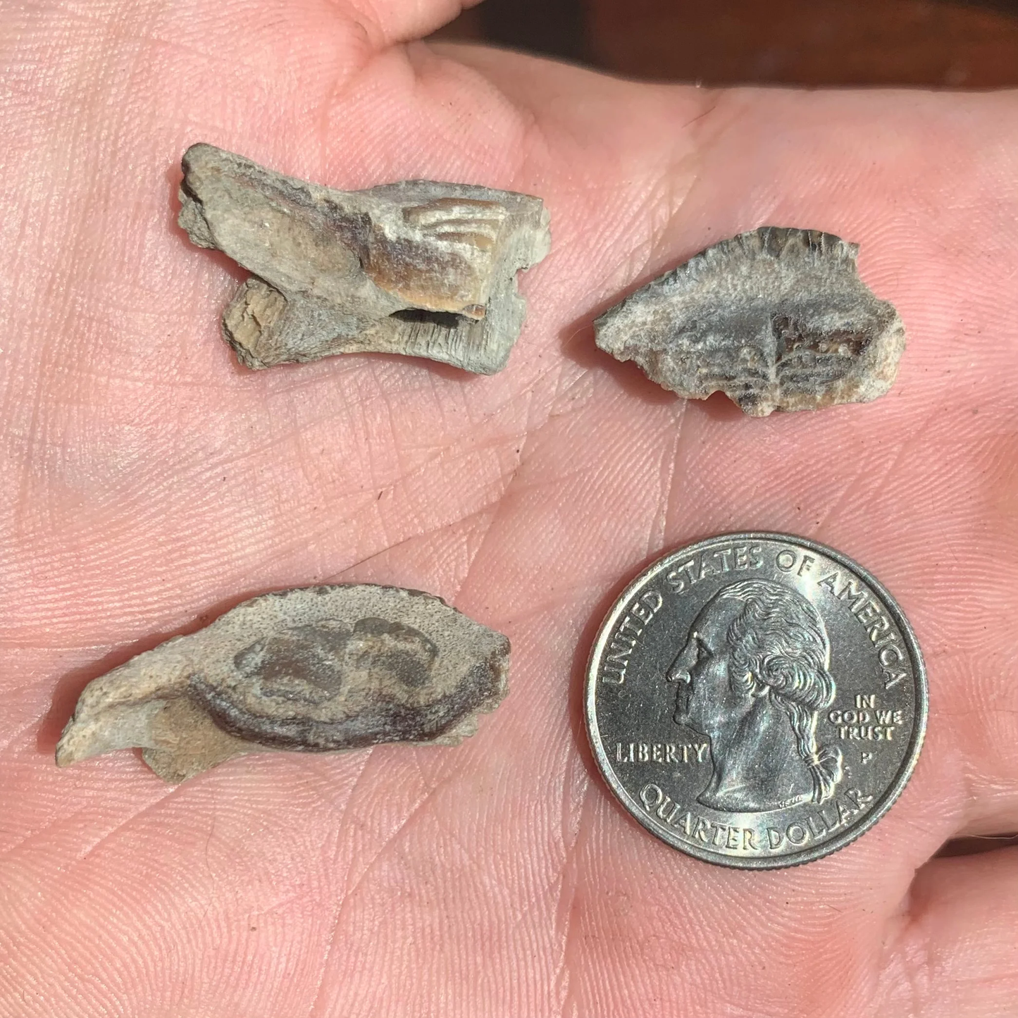 Burrfish,  Chilomycterus Sp. Mouth plates - Lee Creek